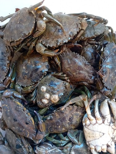 Live peeler crab - peeler, best
