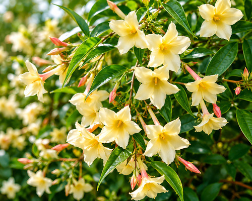 Jasminum devon cream - jasminum,