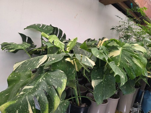 Monstera thai constillation - monstera,