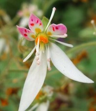 Saxifraga stolinifera. Hardy