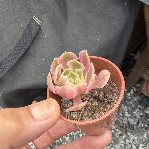 Aeonium pink witch - pink, variegated