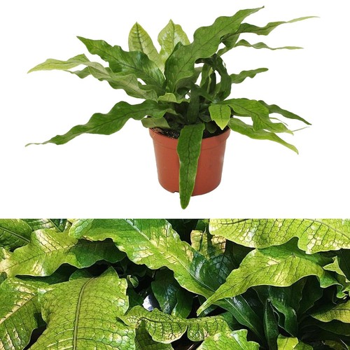 Microsorum crocodyllus fern - microsorum,