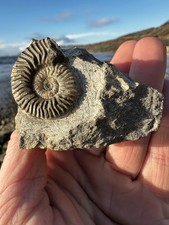 Ludwigia sp  Ammonite, Isle of