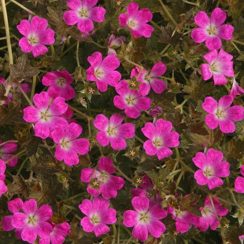 Geranium orkney cherry semi - cherry, |