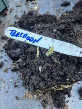 Hosta Teaspoon  - Small