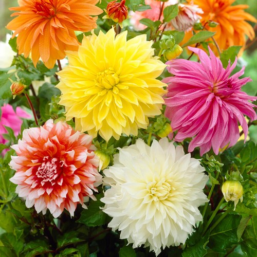 Dahlia decorative - dahlia,