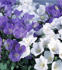 500 x CAMPANULA Carpatica MIX