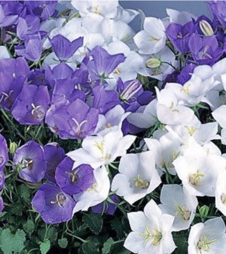 500 campanula carpatica - x, mix