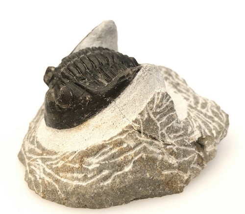Hollardops trilobite fossil - hollardops,
