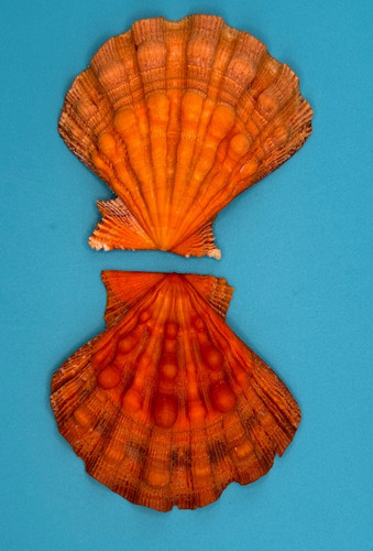 Orange lion paw scallop - lion's,