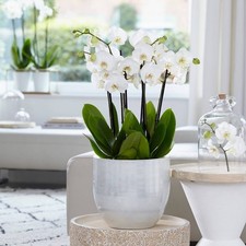 Mini Phalaenopsis White Orchid