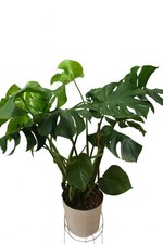 Monstera Deliciosa fresh