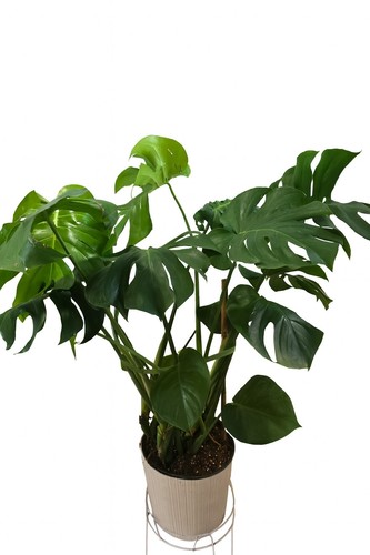 Monstera deliciosa fresh - monstera,
