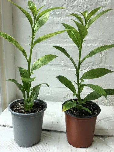Cestrum nocturnum plant - nocturnum,