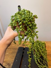 Senecio Rowleyanus 'String of