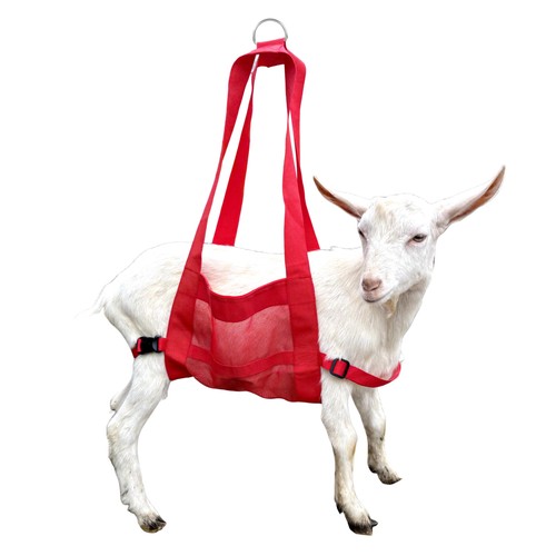 Calf weighing sling livestock - weighing,