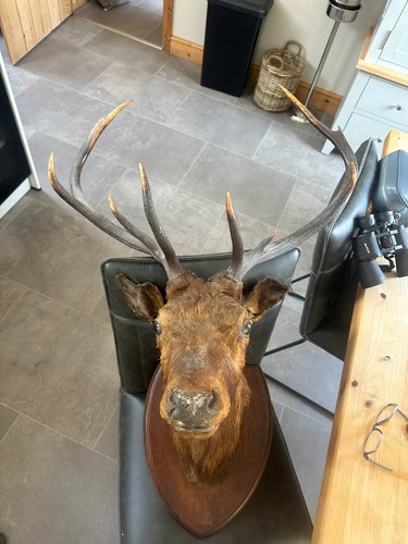 Mounted stags head taxidermy - mounted,