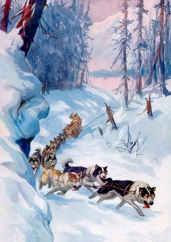Siberian husky sled dog team - husky,