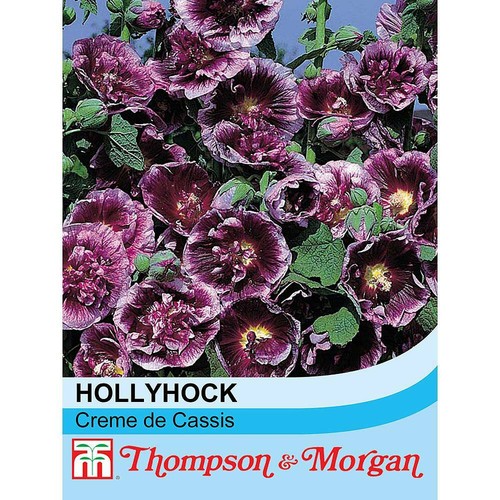 Hollyhock seeds flowers - hollyhock,