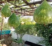 Round Big Gourd, Bangla Lau 