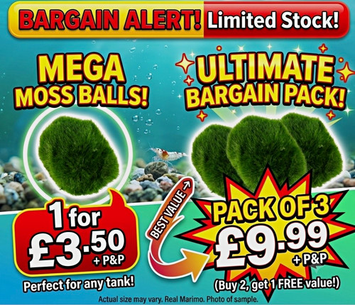 Marimo moss balls - moss,