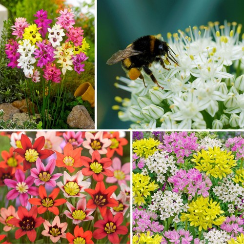 Pollinator friendly summer - pollinator,