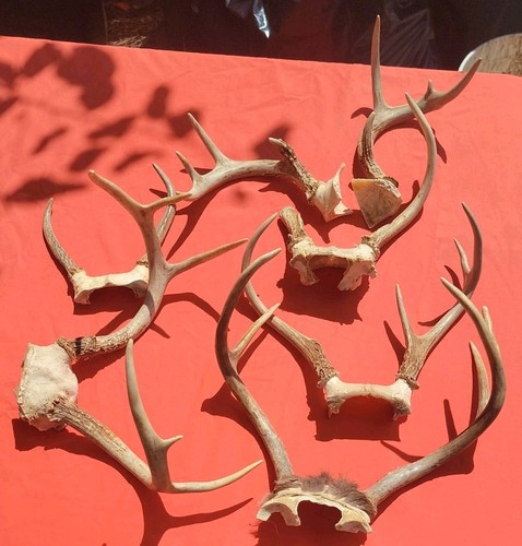 Whitetail deer antlers lot - lot, of