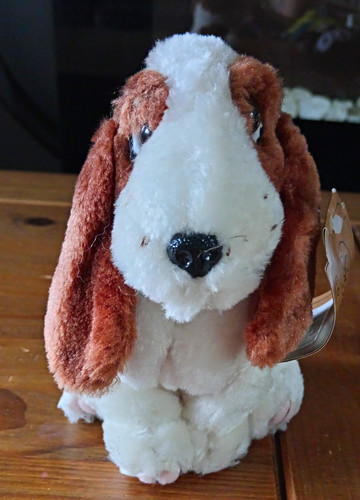 Brown white basset hound - brown, dog