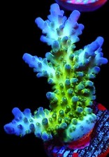 VIOLET VENOM ACROPORA FRAG-SMALL/SPS/ FRAG/CORAL/MARINE