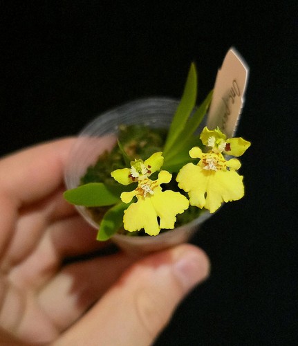 Mini oncidium pushillum - oncidium, true