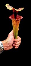 Saracenia Flava red tube Giant Sumatra x Flava Rugelii Giant F18 MK, (OBF5)