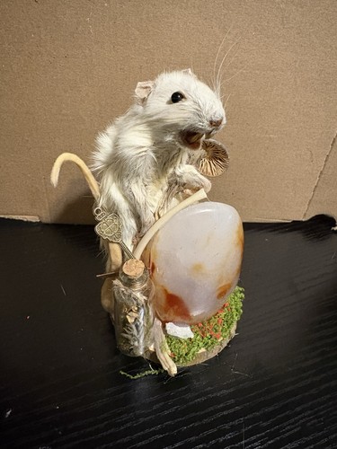 Taxidermy rat whimsical - taxidermy,