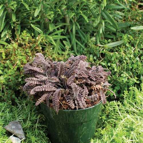 Leptinella platts black brass - leptinella,