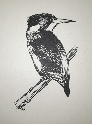 Kingfisher peter scott bird - scott,