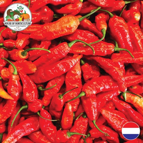 Fresh naga bhut - fresh,
