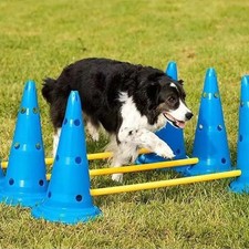 Pet Agility Training Hurdle