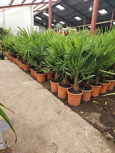 5ft 15 trachycarpus - 4-4.5ft, -15