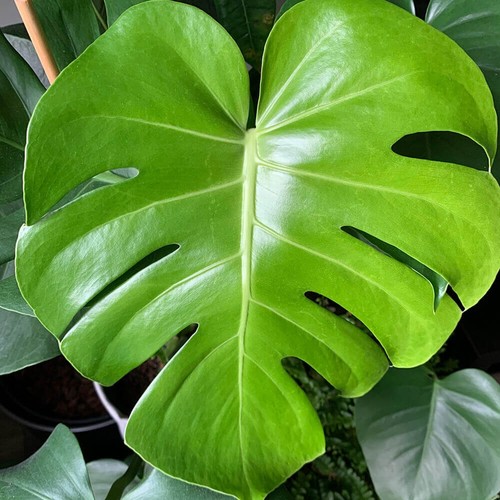 Monstera deliciosa swiss - 4,
