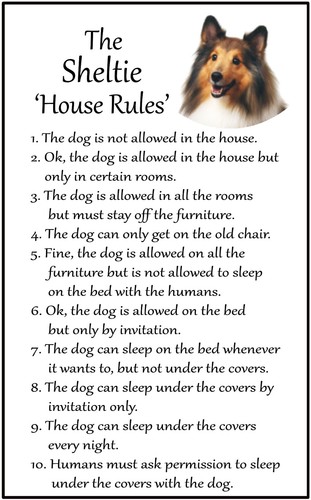 Sheltie dog lovers gift - dog,