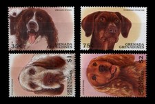 Italian Spinone Dobermann