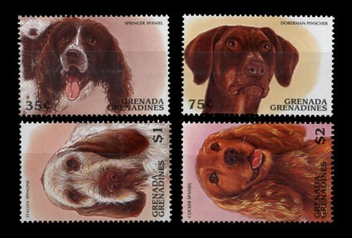 Italian spinone dobermann - italian,