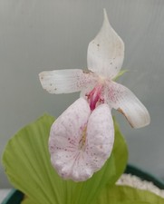 Rare cypripedium formosanum - rare,