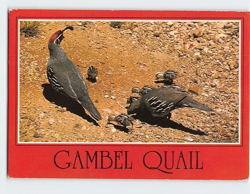 Postcard arizona gambel - postcard,