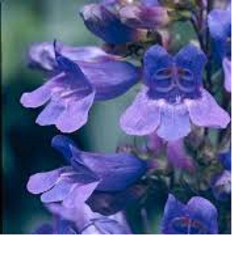 Heavenly blue - , x