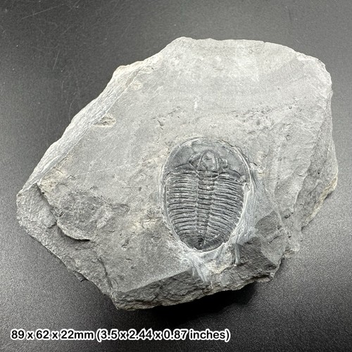 Elrathia kingi trilobite - elrathia,