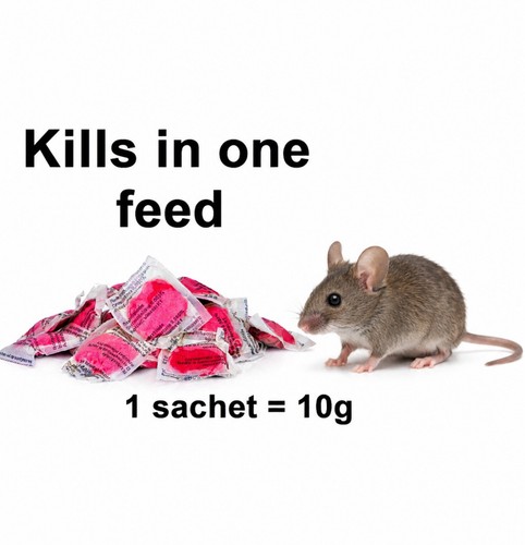 Rodent rat mouse strong - strong, killer
