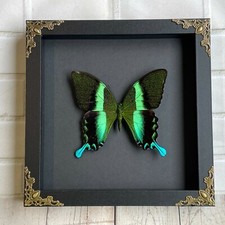 Green Peacock Swallowtail Butterfly (Papilio blumei) Baroque Box Display Frame