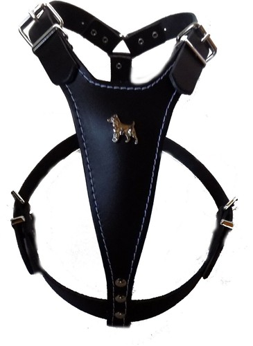 Beautiful black leather dog - beautiful,