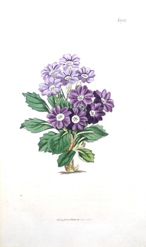 Antique botanical print - antique,