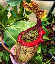 Nepenthes Alisaputrana(rajah x